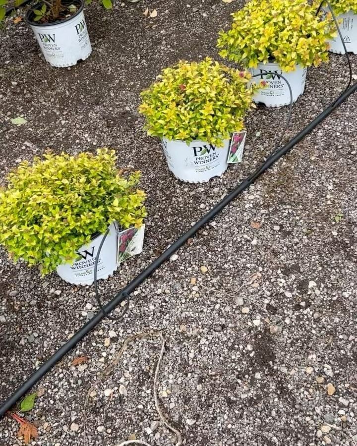 Several potted yellow-green shrubs with irrigation lines placed in a gravel nursery setting.