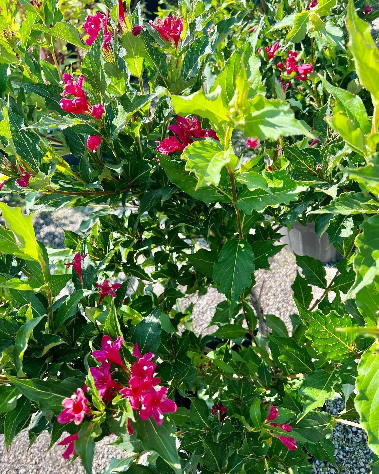 A bush with bright green leaves and clusters of small, trumpet-shaped magenta flowers in an outdoor garden setting.