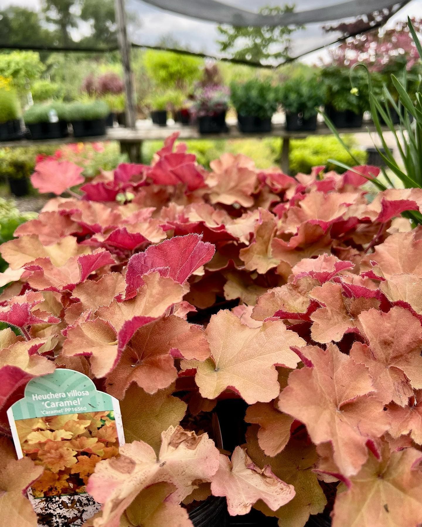 A Heuchera 'Caramel' plant with warm, peach and salmon-colored ruffled leaves, situated in a nursery setting.