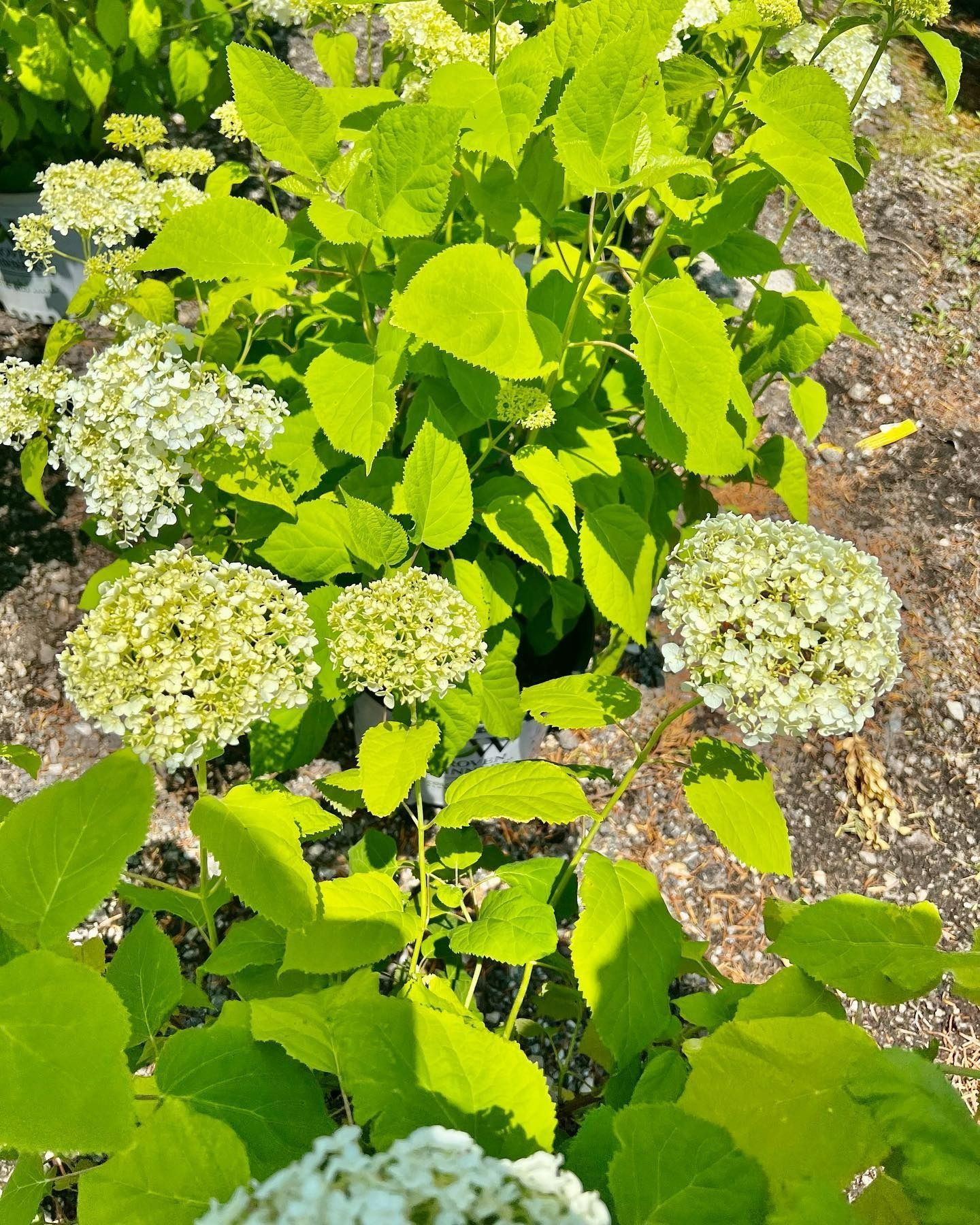 A lime-green hydrangea bush with round, cream-colored flower clusters growing outdoors.