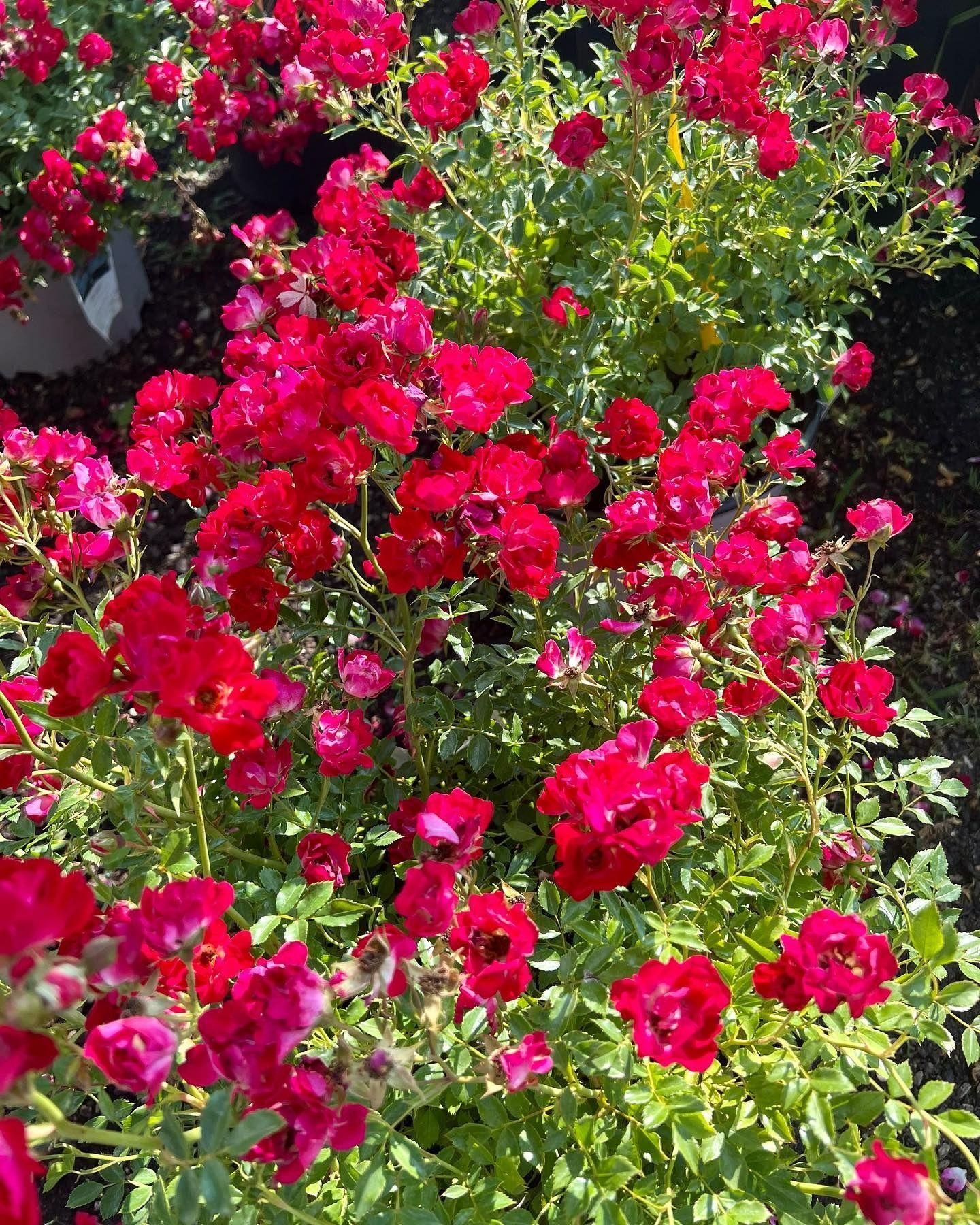 A bush covered in many small, bright red roses and green leaves, viewed from above.