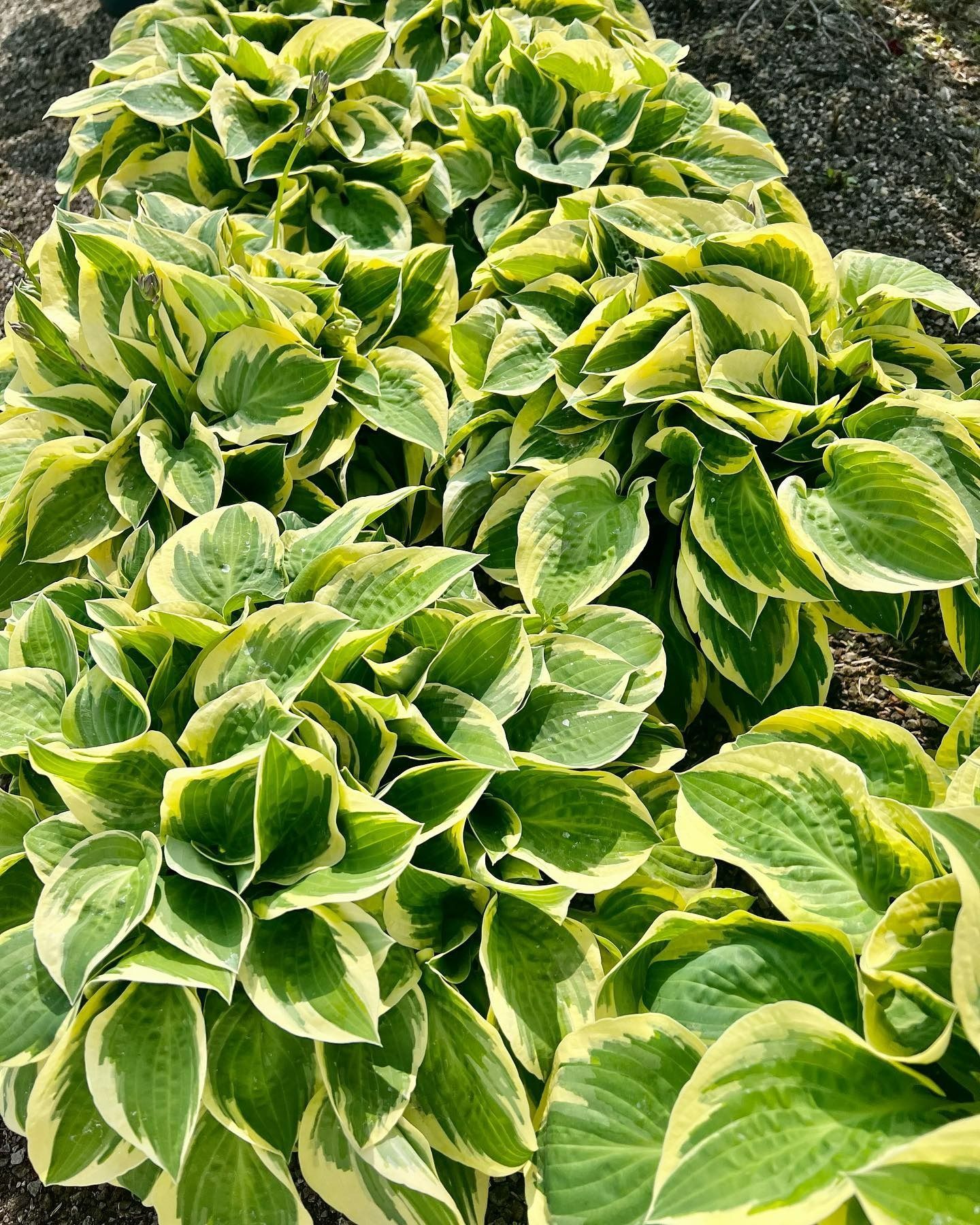 Several vibrant Hosta plants with green leaves and creamy-yellow margins growing in soil.