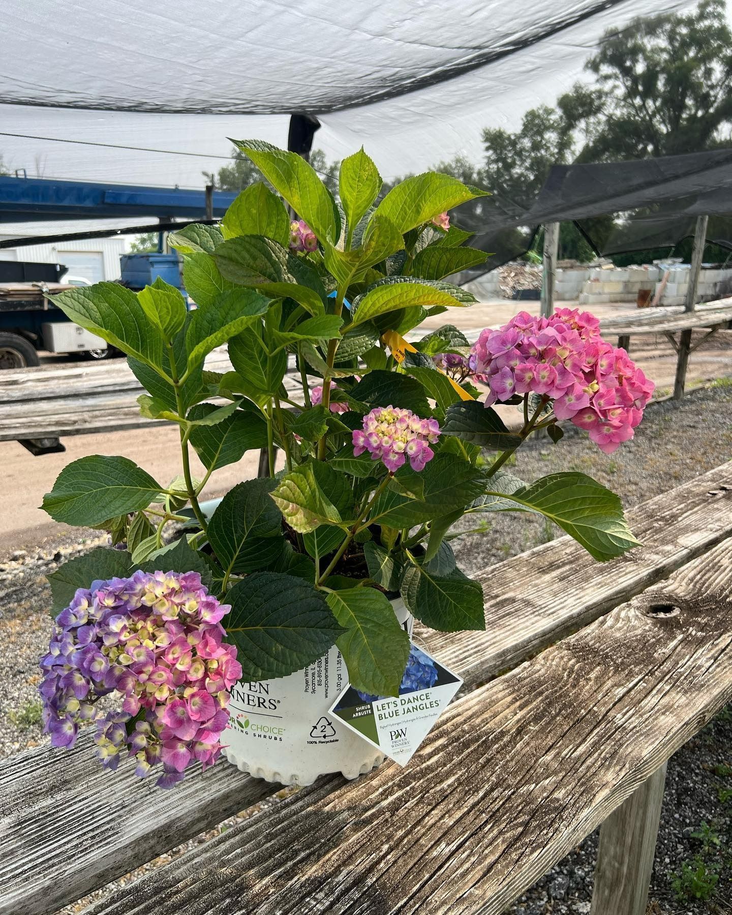 A potted hydrangea with pink and purple flower clusters sitting on a weathered wooden table in an outdoor nursery.