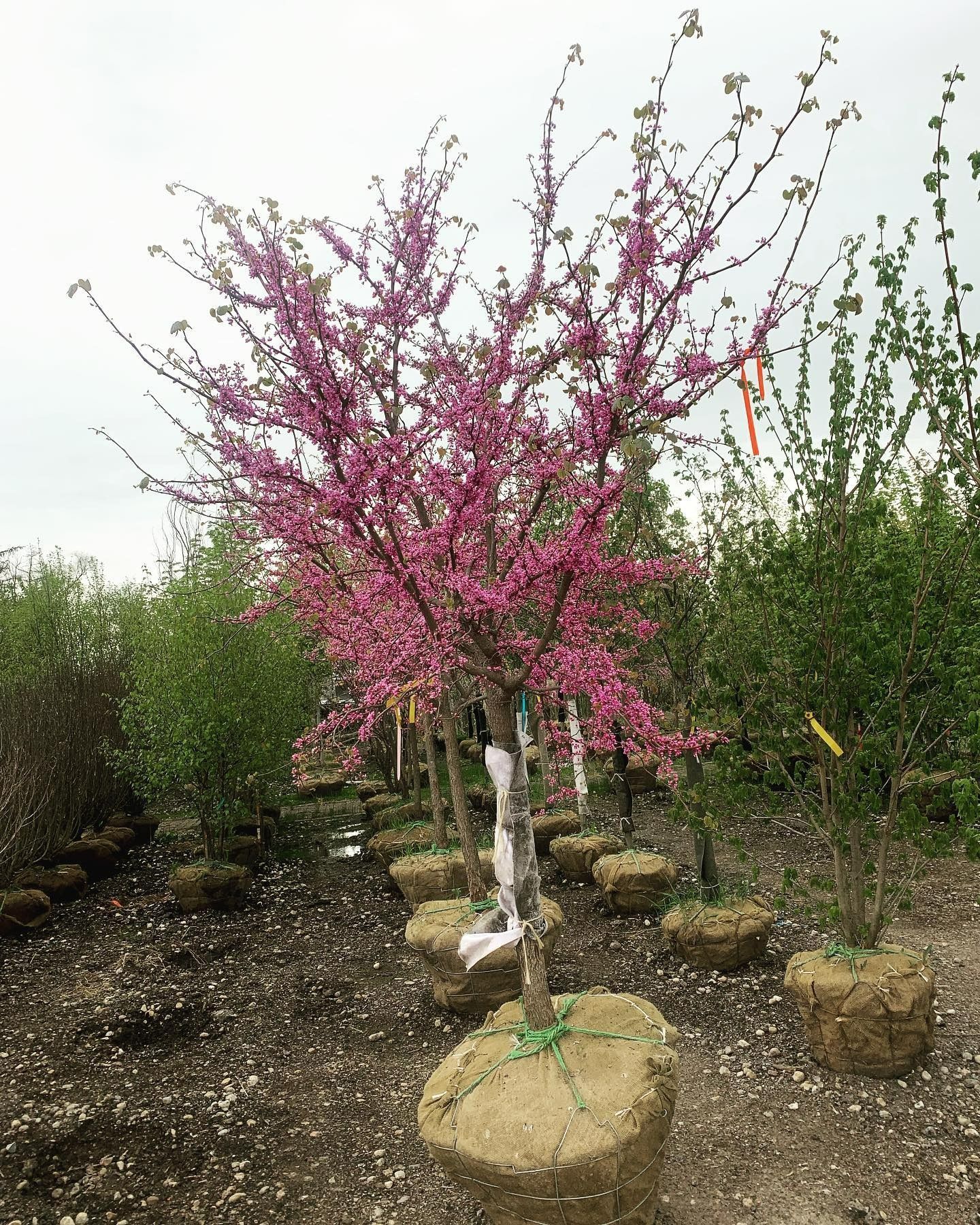 A flowering redbud tree with bright pink blossoms, planted in a field with other balled-and-burlapped saplings.