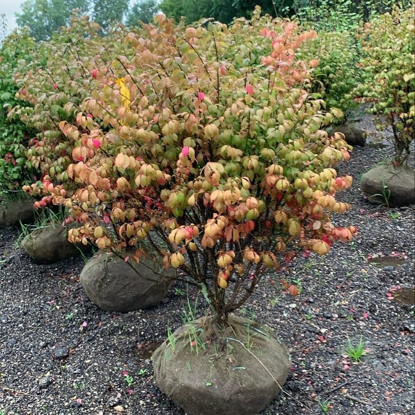 A potted burning bush shrub with autumn-colored red, orange, and green leaves, sitting on a gravel surface.