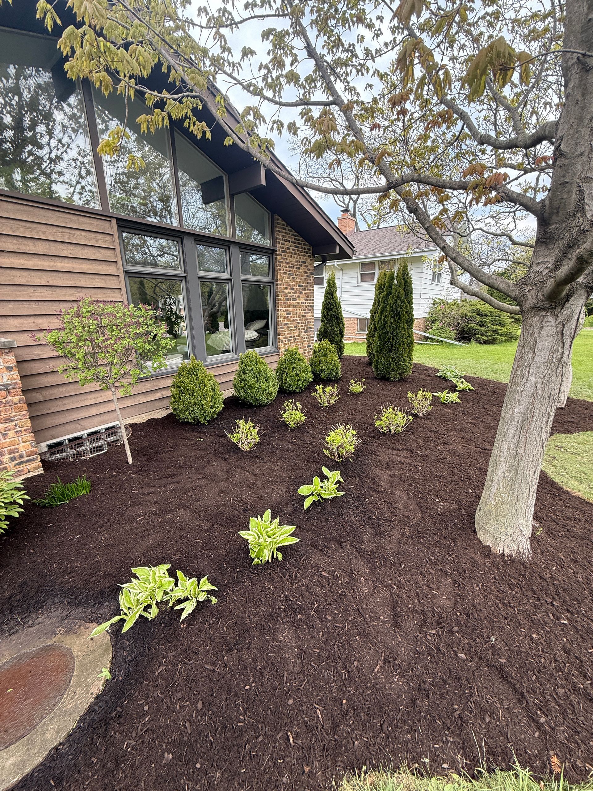 Landscaped front yard with new mulch, small shrubs, and a house with large windows.