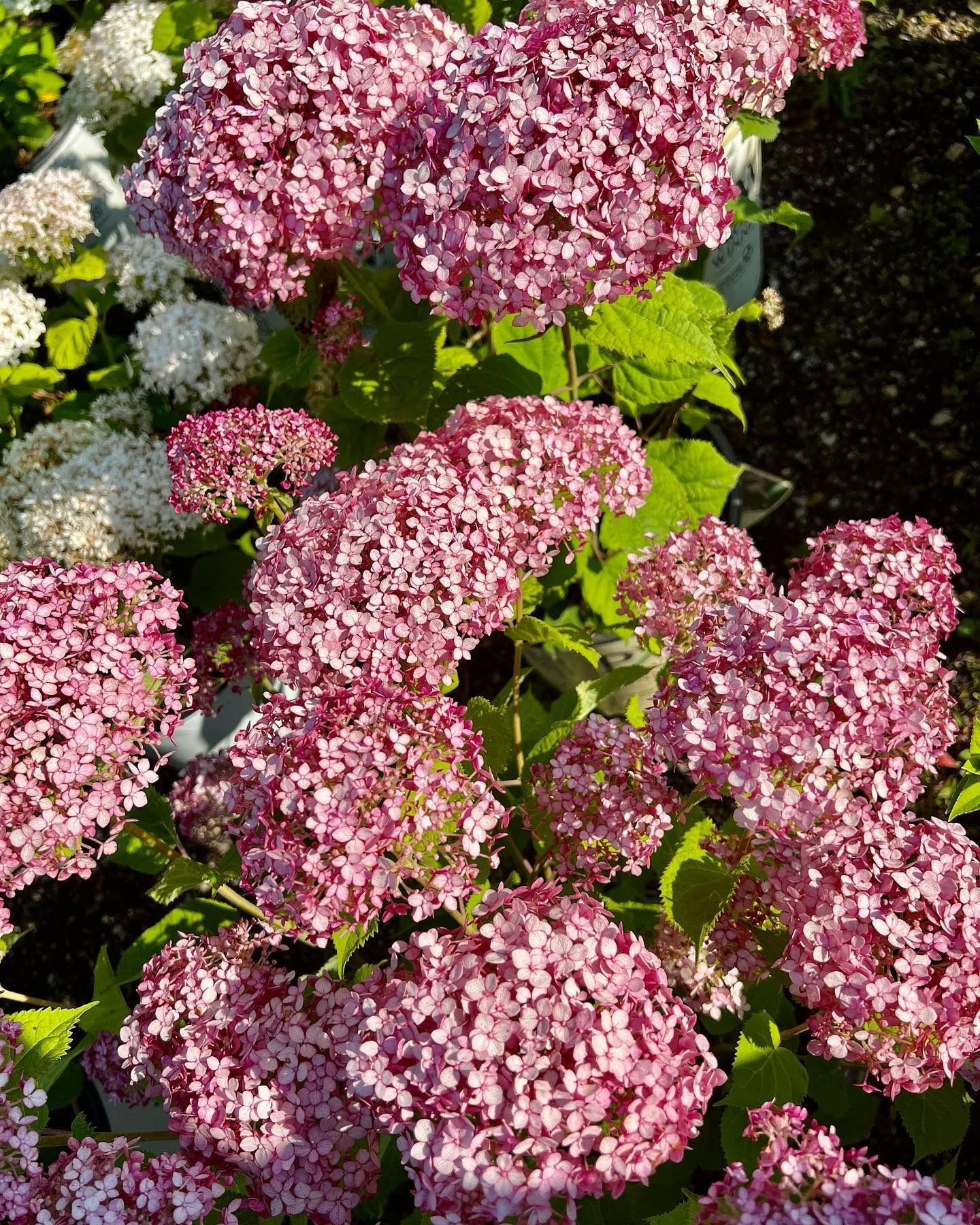 A cluster of vibrant pink hydrangea blooms in full flower, with some white hydrangeas visible in the background.