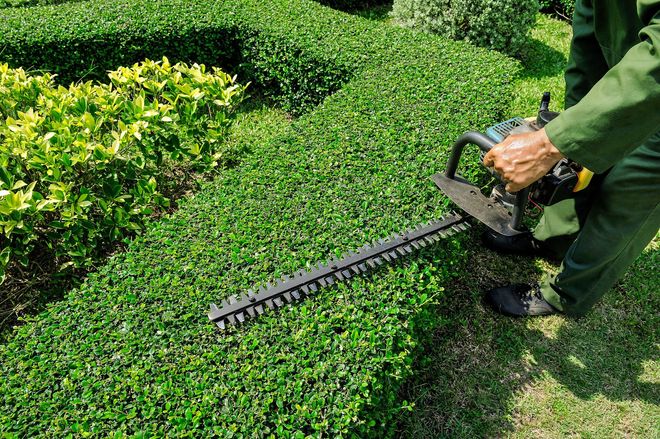 A person in work clothes trims a manicured green hedge using a long-bladed electric hedge trimmer.