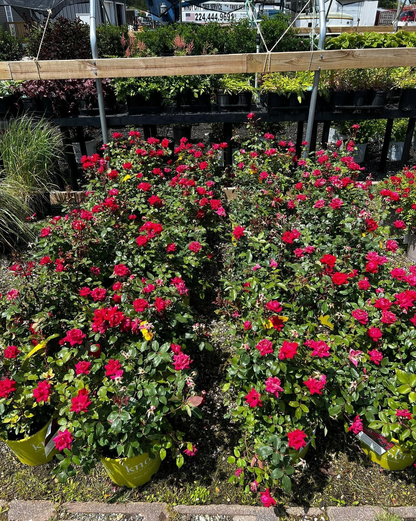 Rolling Hills Nursery