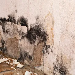 Mold-covered interior wall with peeling paint and debris at the base, displaying black and tan discoloration.