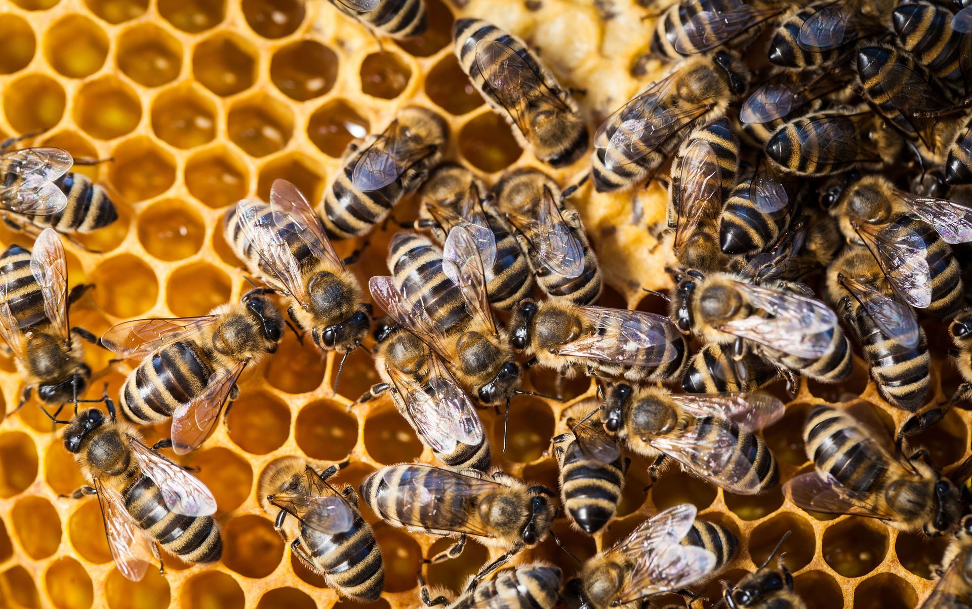 Bees on honeycomb, some entering and exiting cells, others walking on the wax; yellow and brown colors.