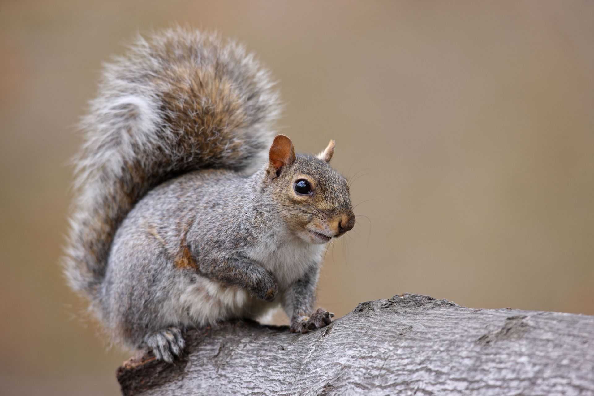 Grey squirrel perched on a log, fluffy tail arched, looking to the side.
