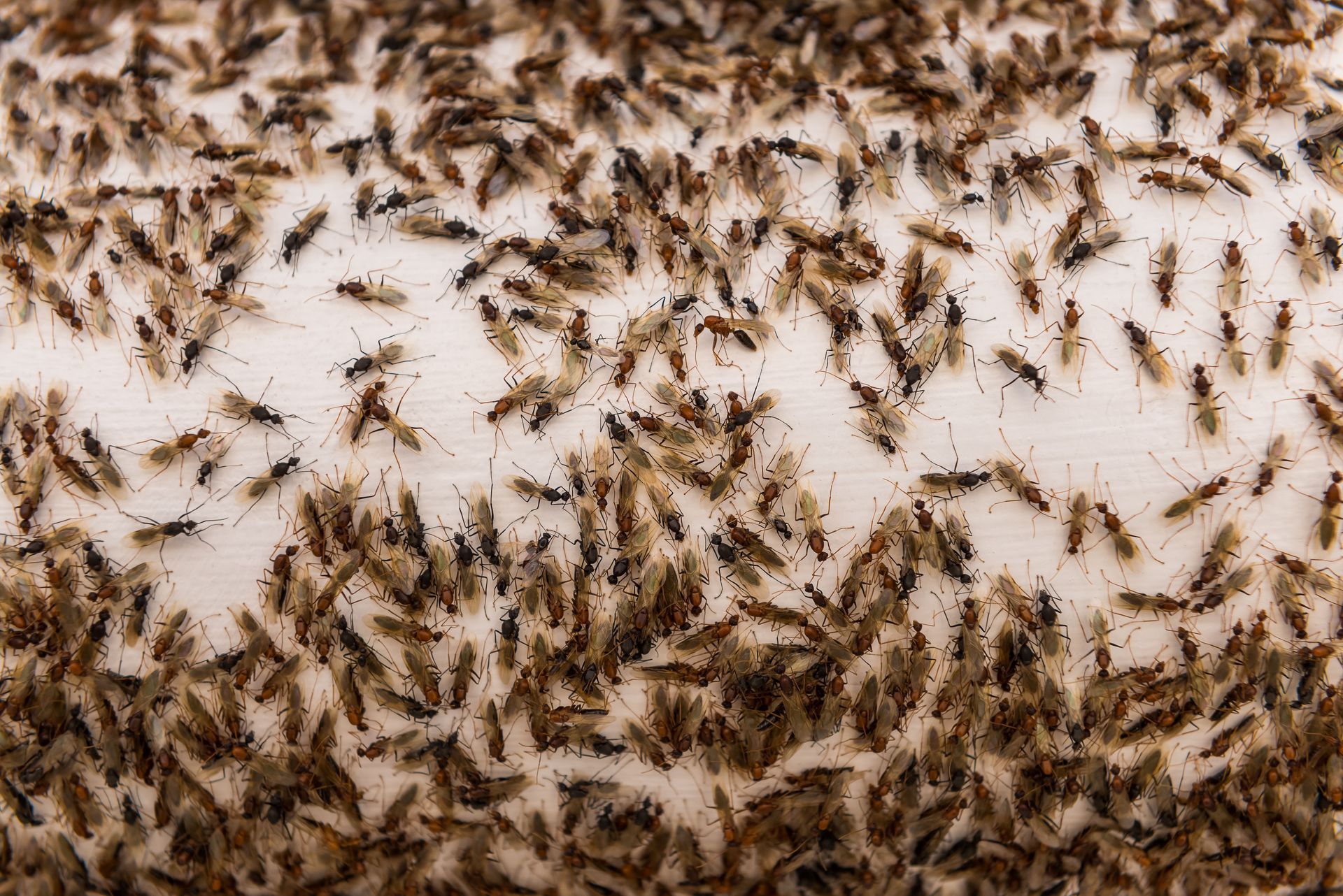 pest control service
