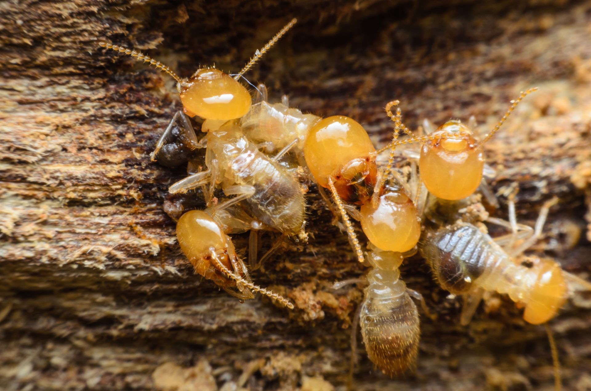 termite control service