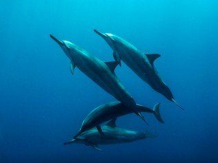 4 dolphin pod