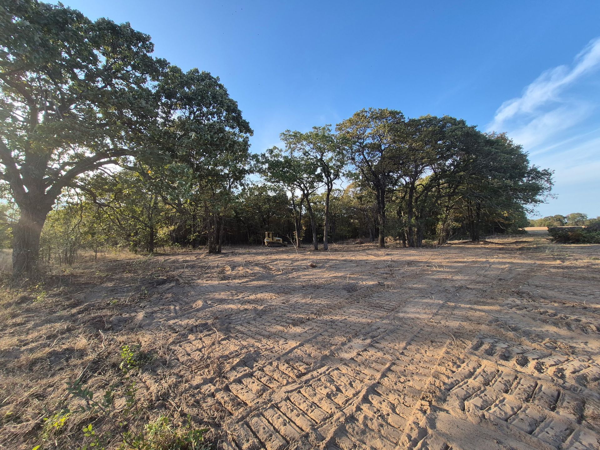 Trees on a sandy, sunlit plain under a clear blue sky. Shadows from the trees stretch across the ground.