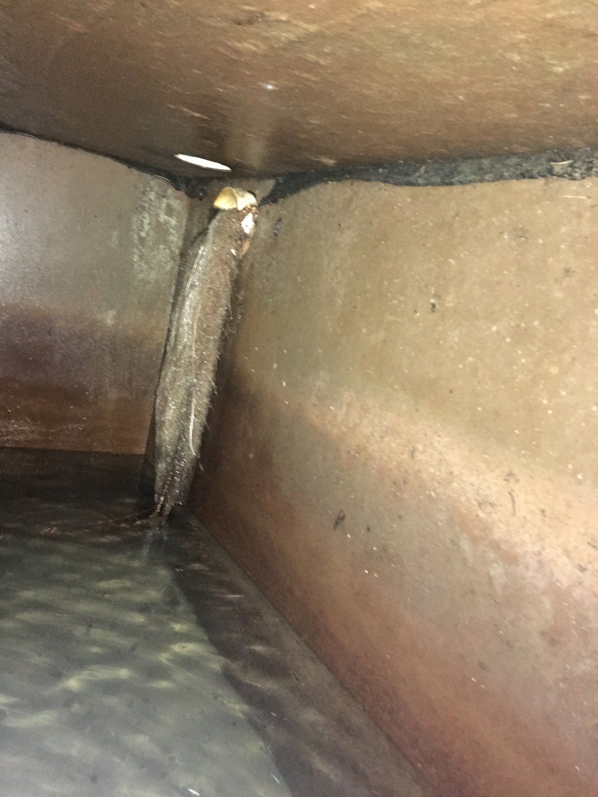 Sewer and drain repair services