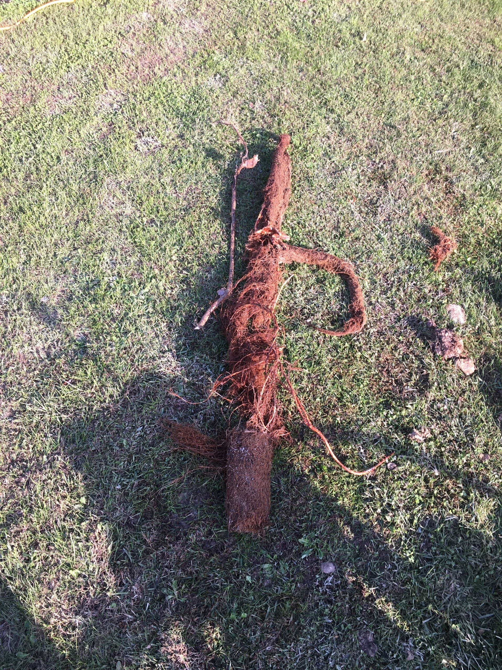 Sewer and drain repair services