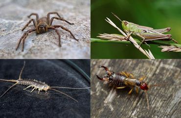 spider, cricket, silverfish, earwig