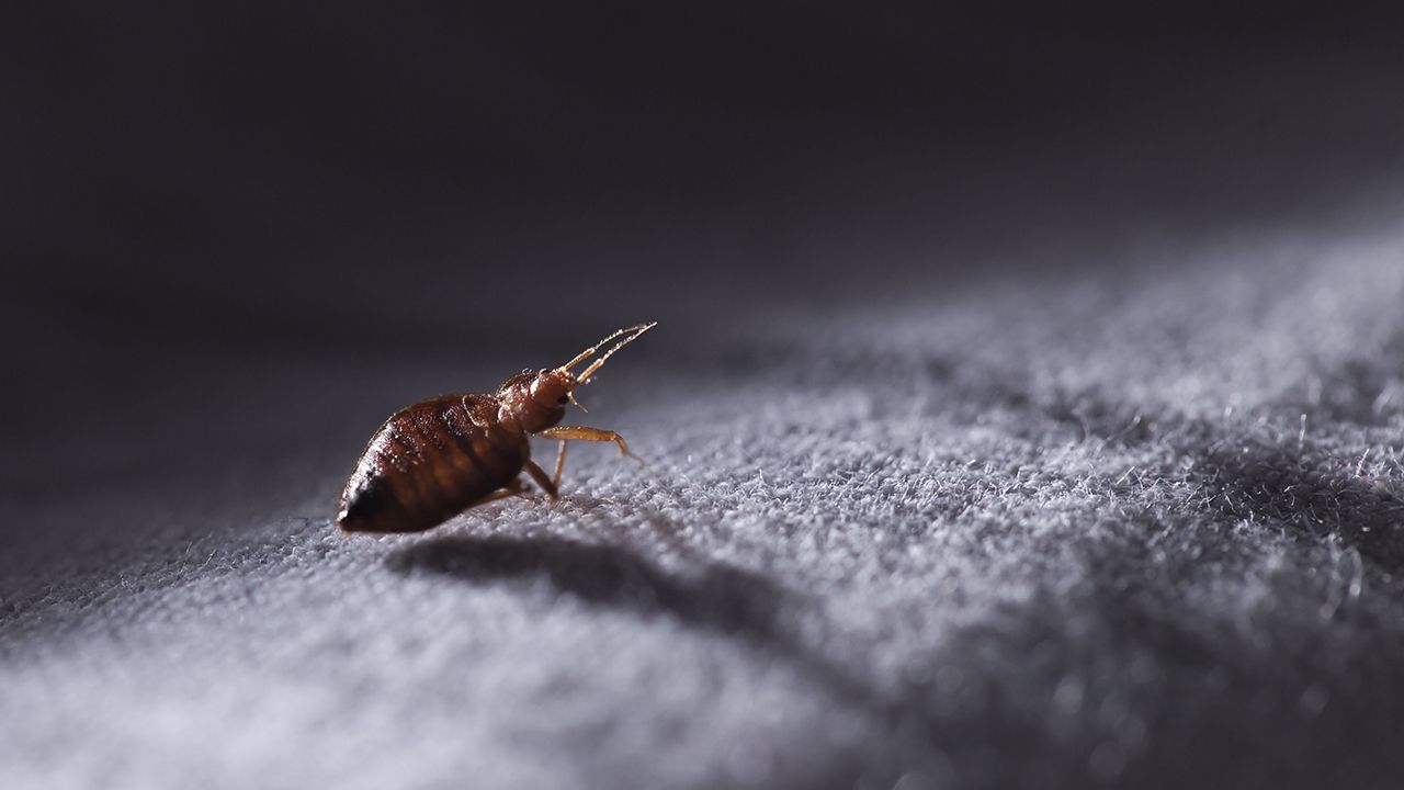 A bed bug is crawling on a bed.