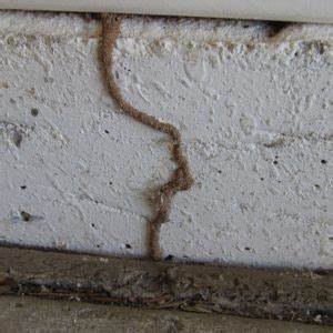 Termite Shelter Tubes