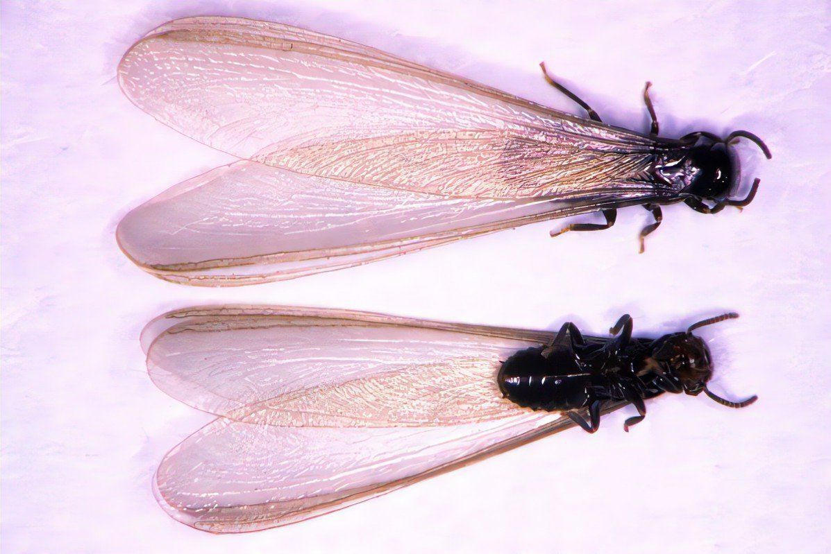 Winged reproductive termite