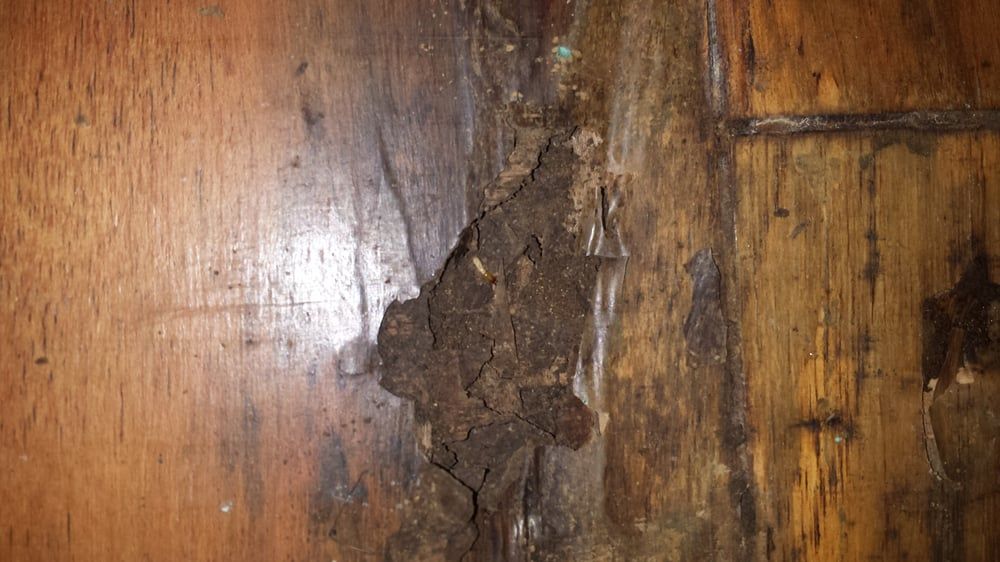 Hardwood flooring damage from termites