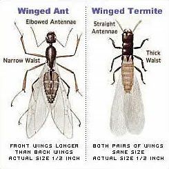 Ant swarmer vs termite swarmer