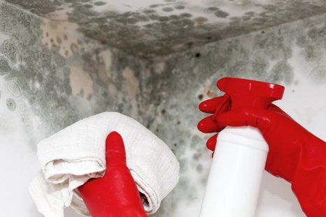 Mold removal service