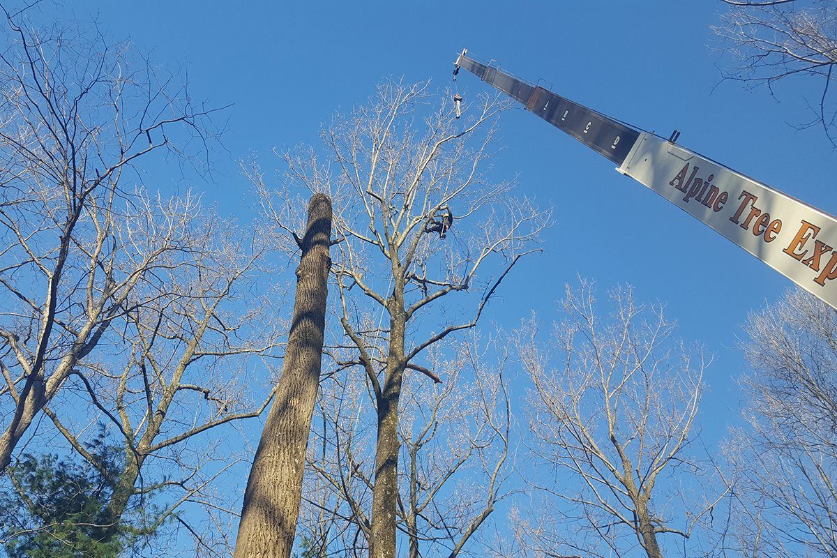 Tree services
