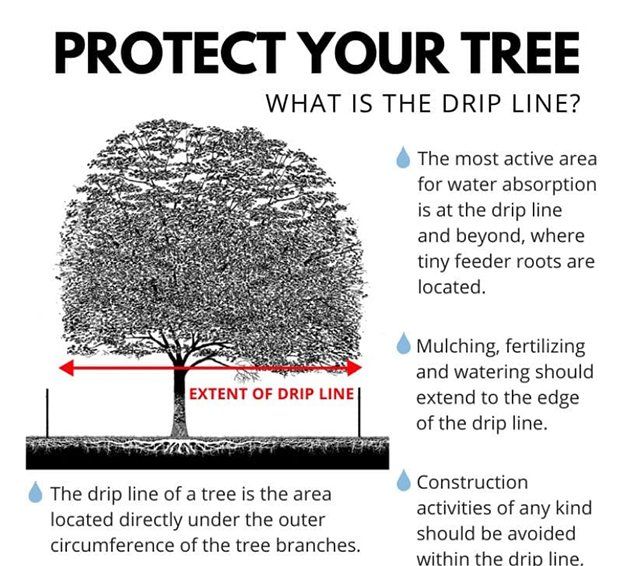 Protect your tree
