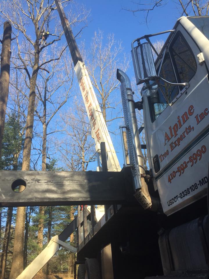 Tree services
