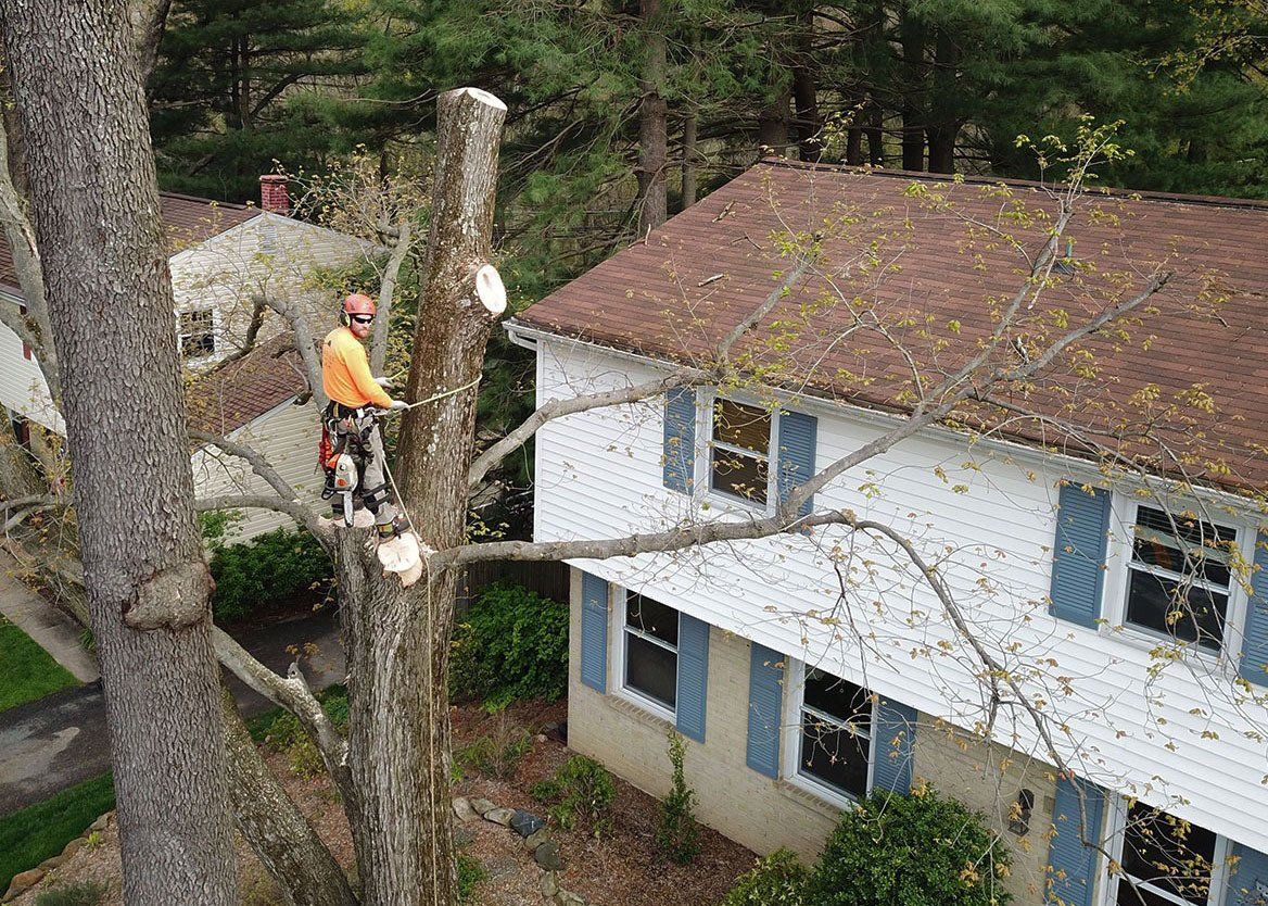 Tree services