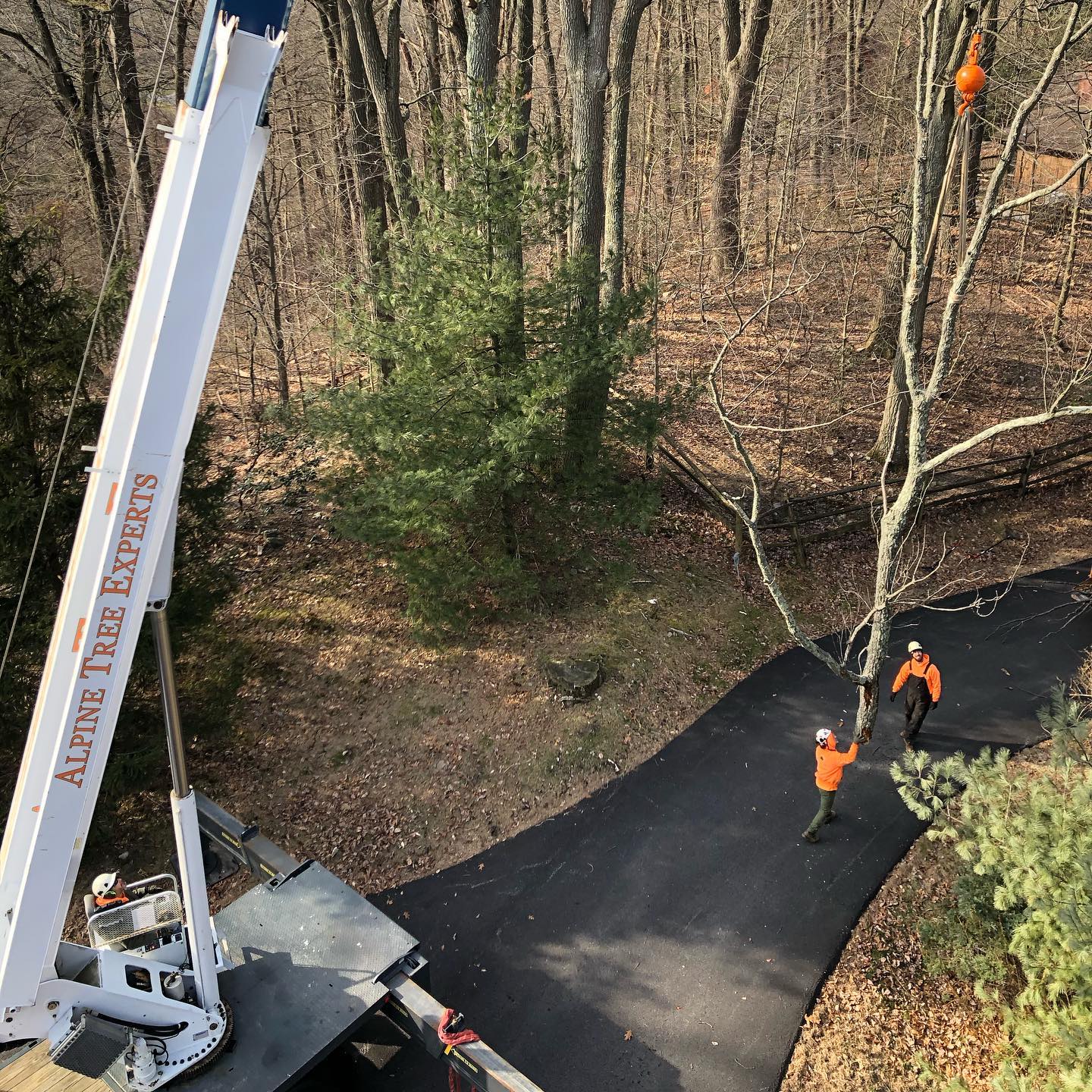 Tree services
