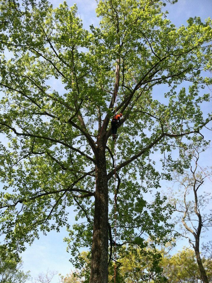 tree service