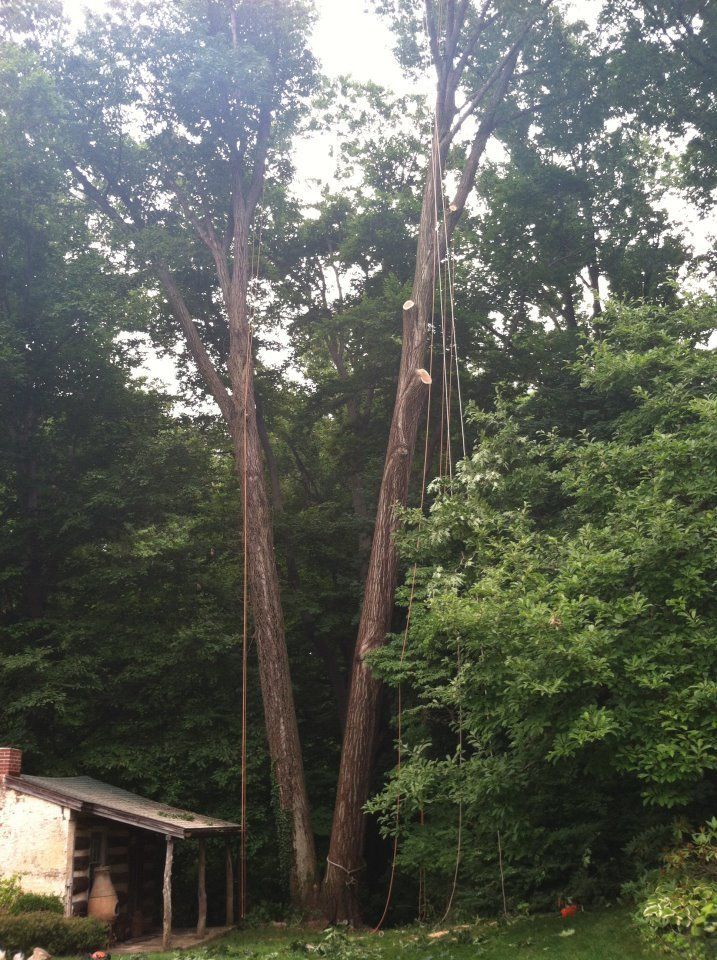 tree service