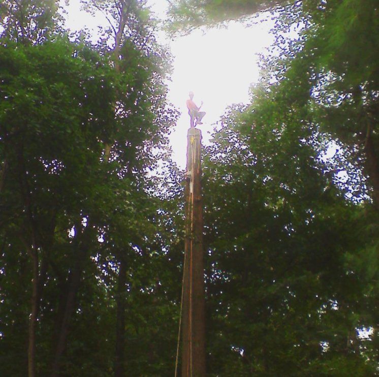 tree service