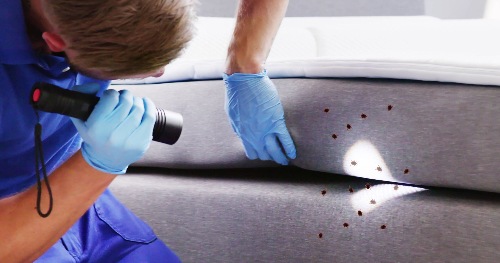 Technician inspecting sofa upholstery with a flashlight and blue gloves, checking for bed bugs.