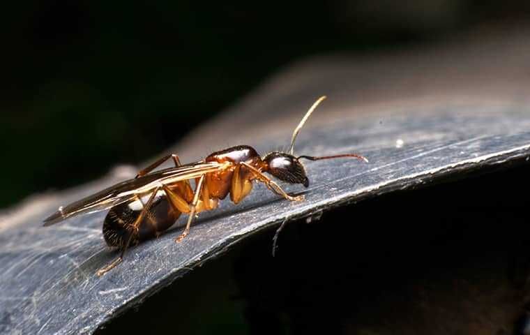 Winged ant with black and orange body on a dark surface.