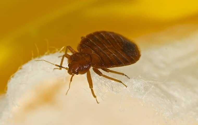 Bed bug, brown insect on white fabric, yellow background.