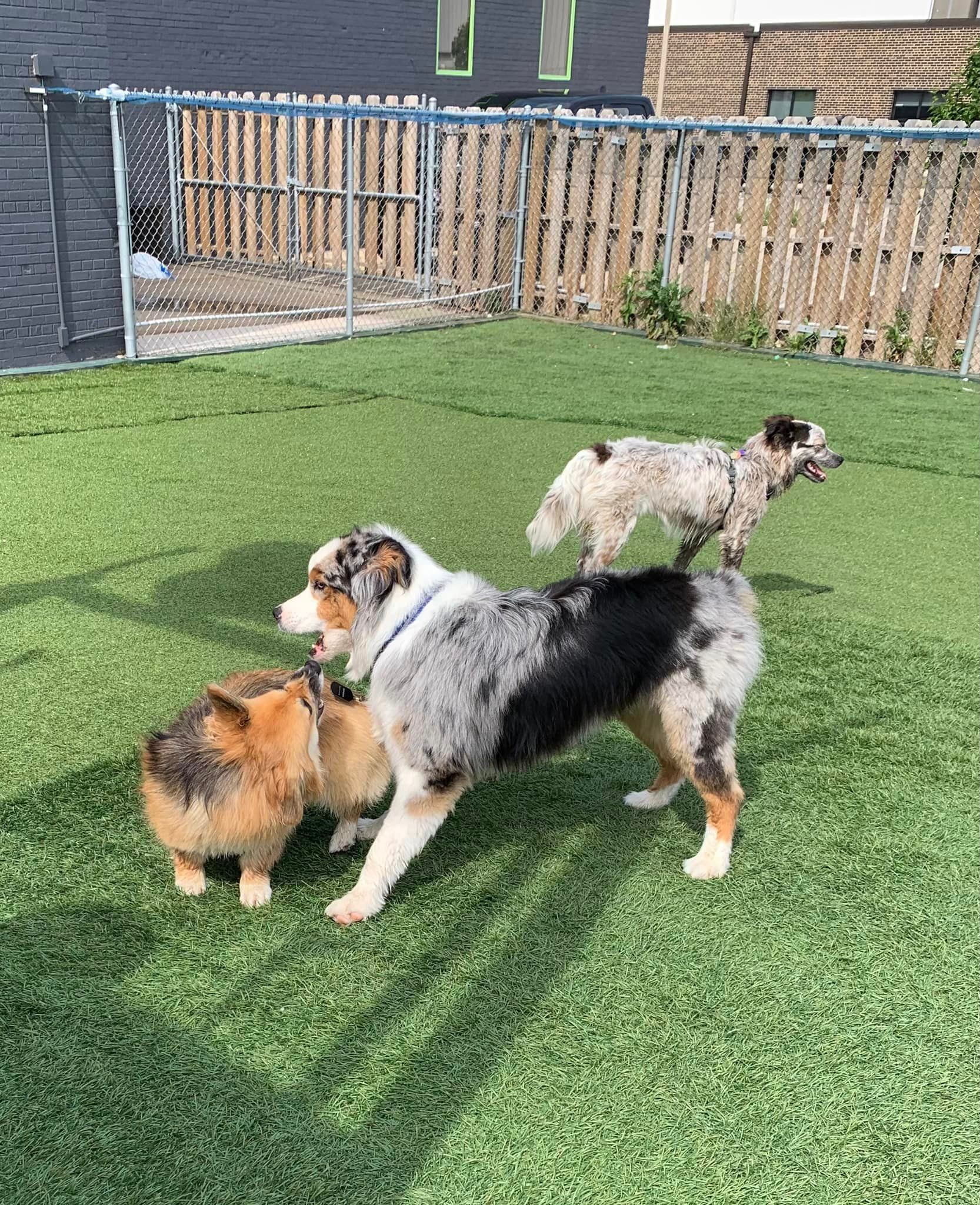 Dogs playing
