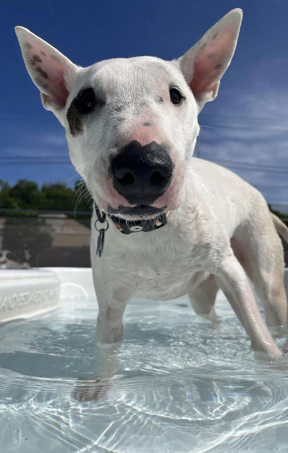 A bull terrier is standing in a pool of water
