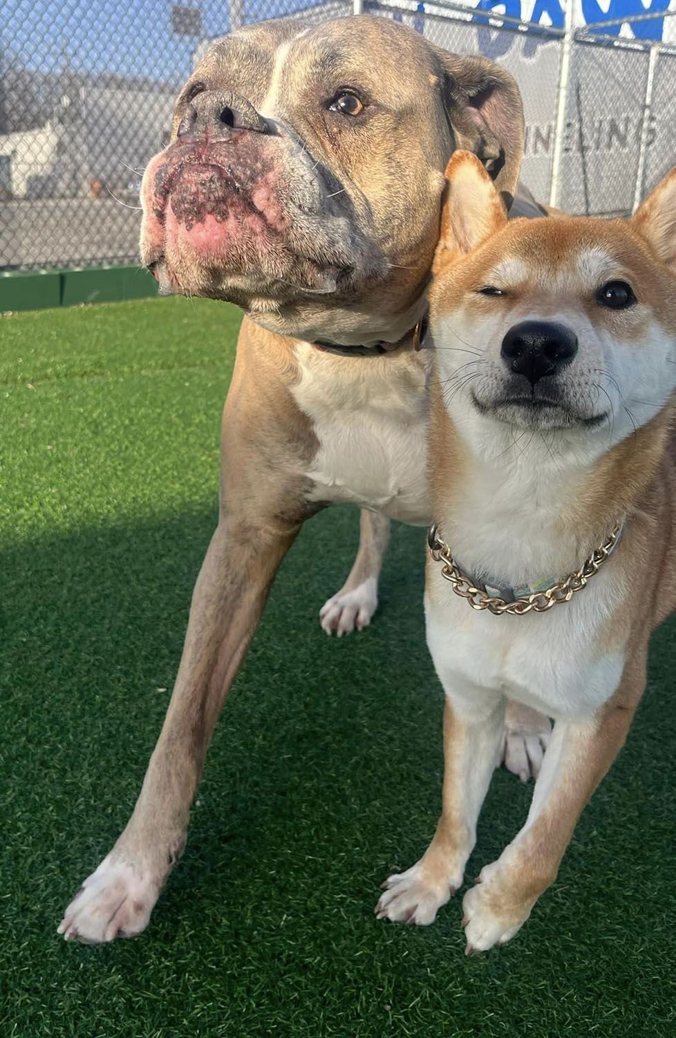 A bulldog and a shiba inu are standing next to each other on a lush green field