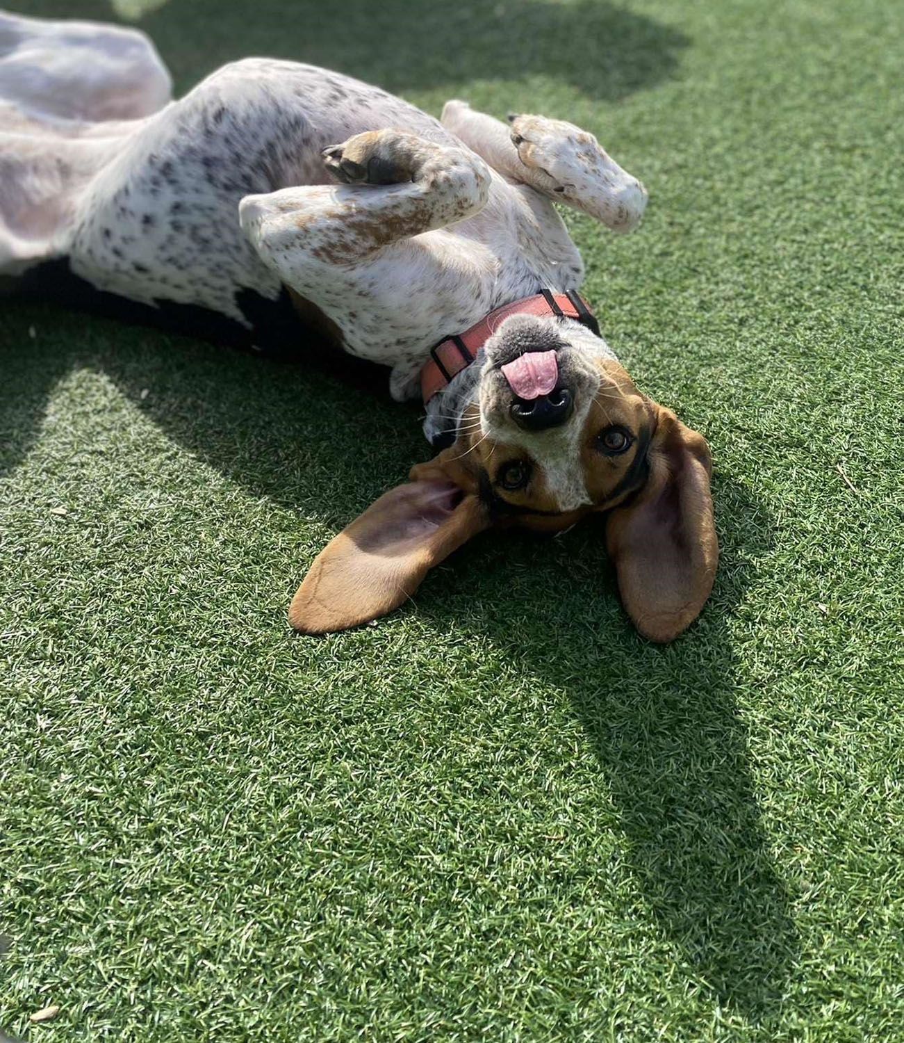 A dog is laying on its back on the grass