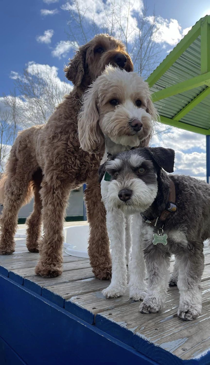Two dogs are standing next to each other on a wooden platform