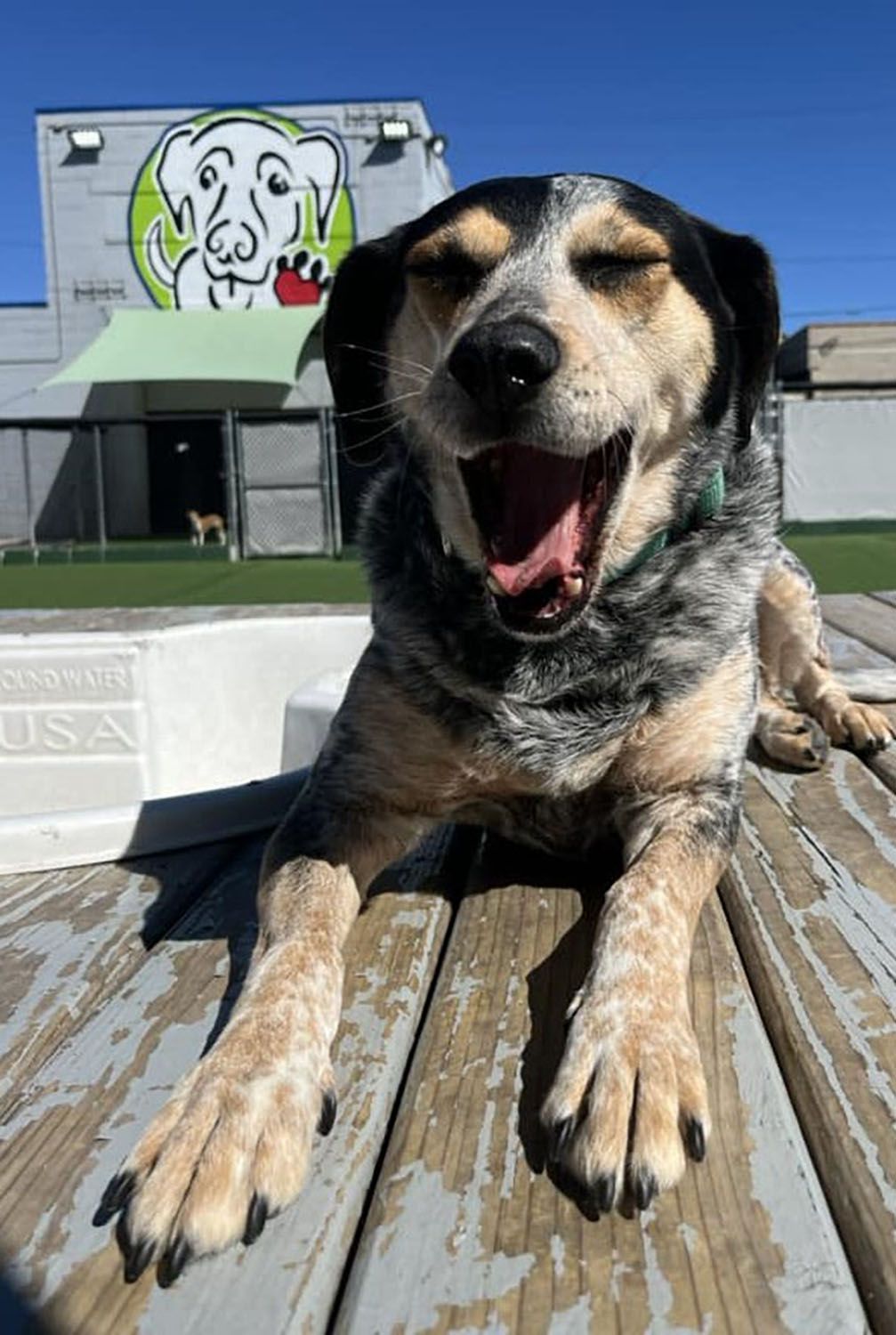A dog is laying on a wooden deck with its mouth open