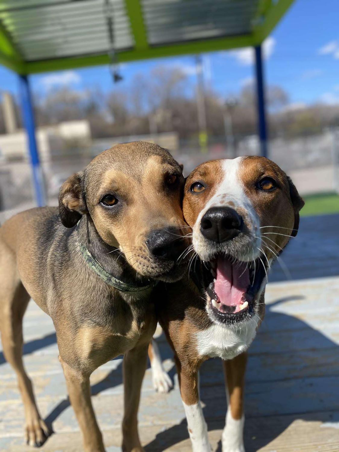 Two dogs are standing next to each other