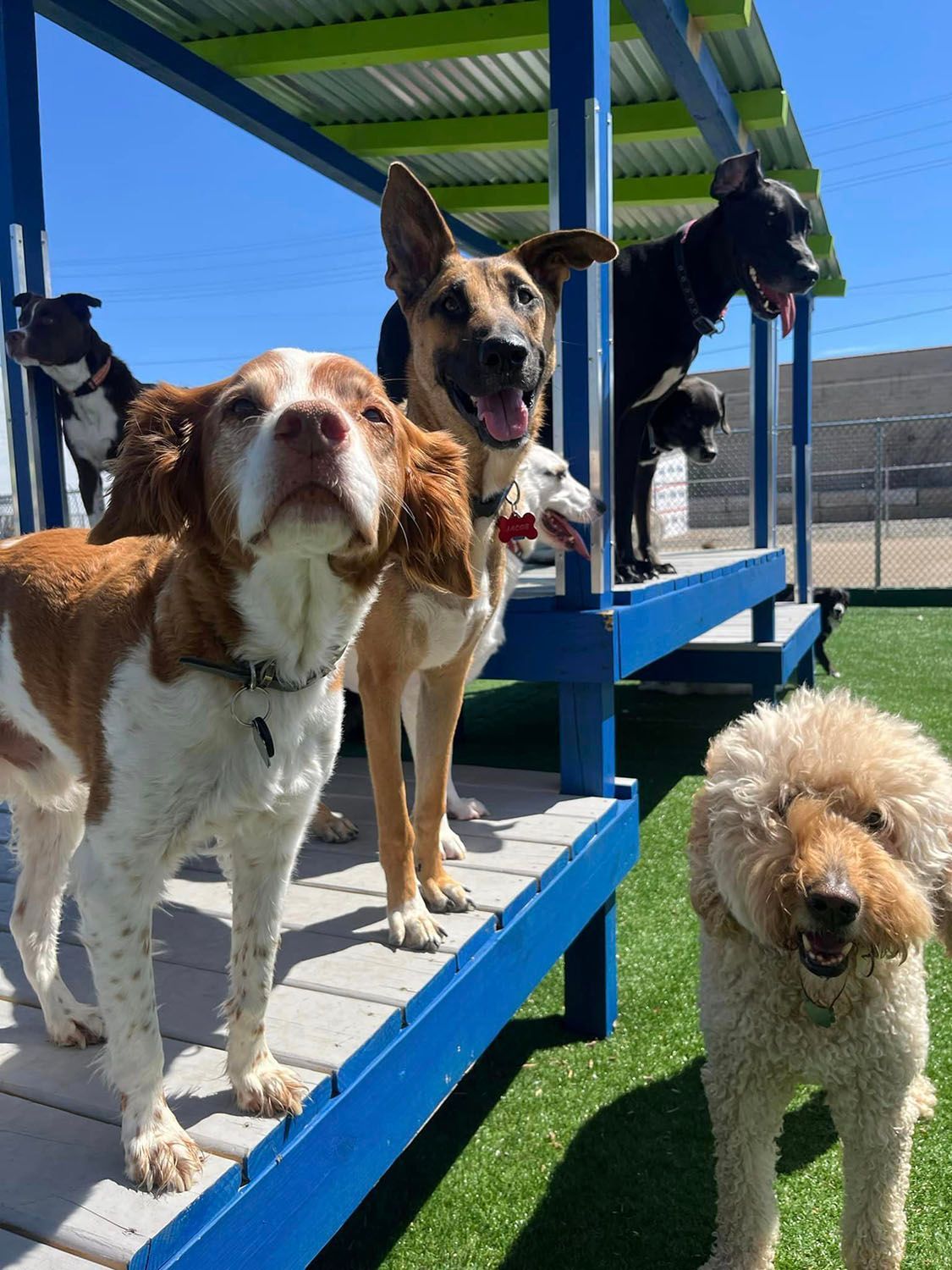 A group of dogs are standing on a blue deck