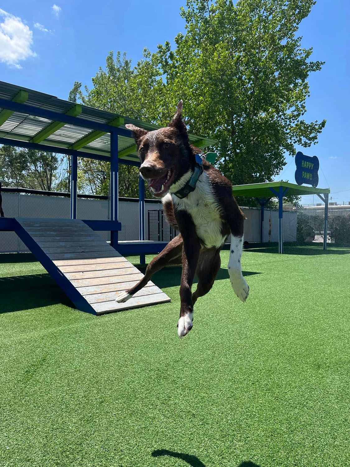 A brown and white dog is running on a green field