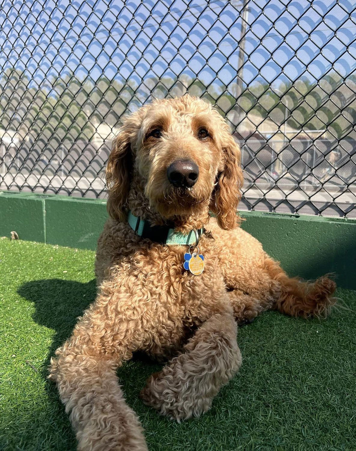 A dog is laying on the grass in front of a chain link fence